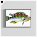 1-13_The-Natural-History-of-British-Fishes_blk-crop