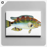 1-13_The-Natural-History-of-British-Fishes_canvas