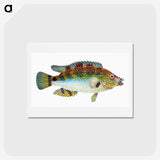 1-13_The-Natural-History-of-British-Fishes_hagaki