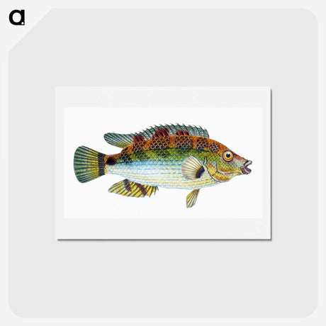 1-13_The-Natural-History-of-British-Fishes_hagaki