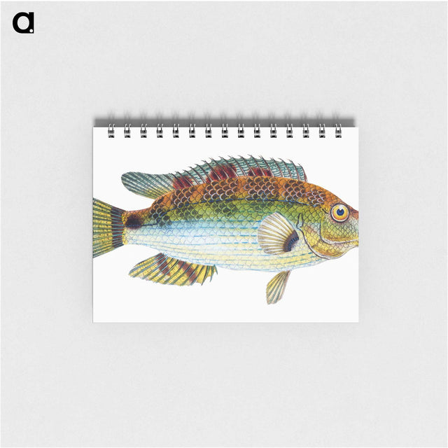 1-13_The-Natural-History-of-British-Fishes_memo