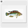 1-13_The-Natural-History-of-British-Fishes_picture