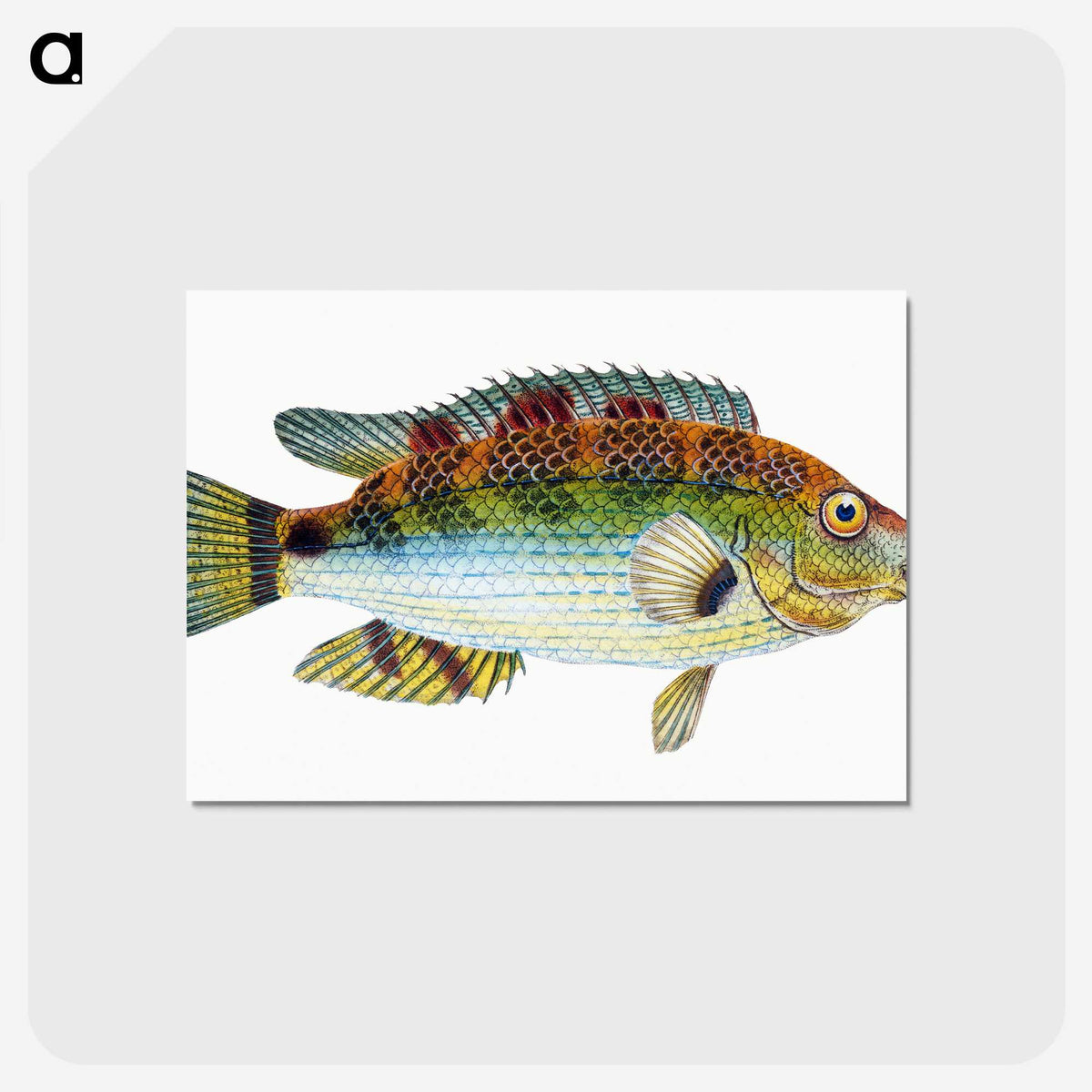 1-13_The-Natural-History-of-British-Fishes_postcard