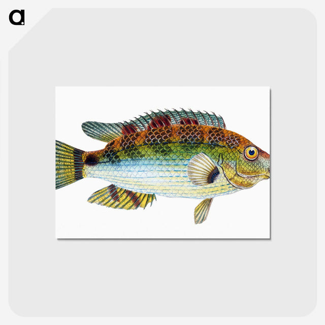 1-13_The-Natural-History-of-British-Fishes_postcard