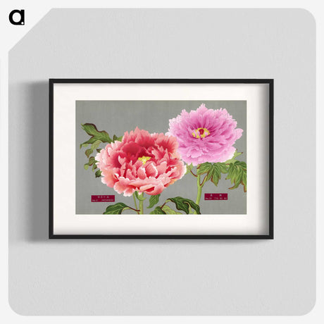 1-13_The-Picture-Book-of-Peonies_blk