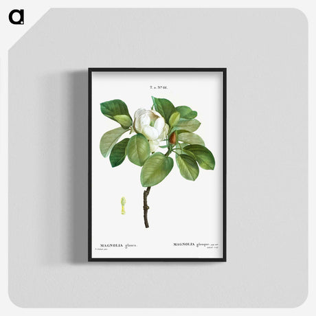 1-13_Treatise-on-Trees-and-Shrubs_blk-crop