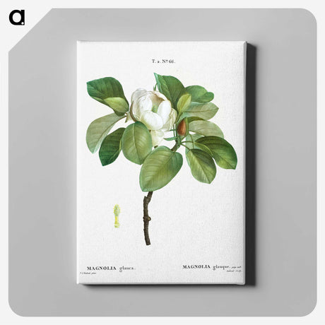 1-13_Treatise-on-Trees-and-Shrubs_canvas