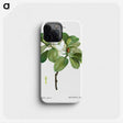 1-13_Treatise-on-Trees-and-Shrubs_phone