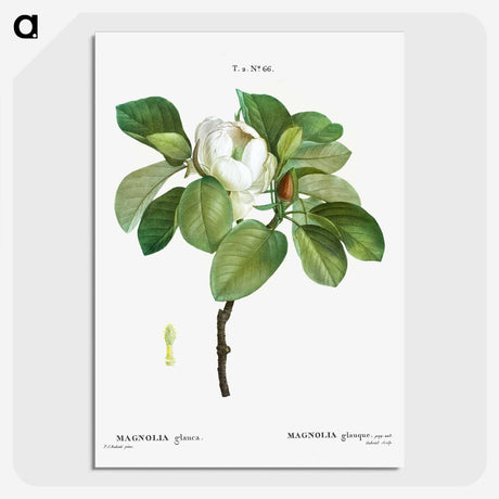 1-13_Treatise-on-Trees-and-Shrubs_picture-crop