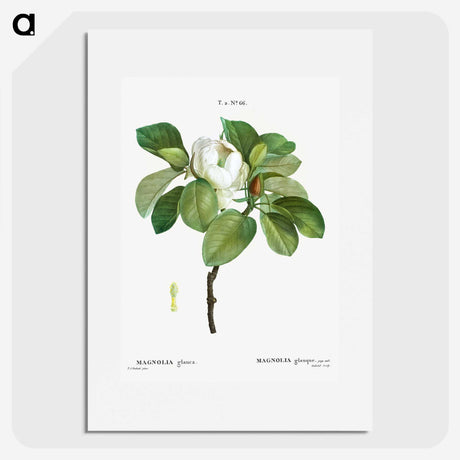 1-13_Treatise-on-Trees-and-Shrubs_picture