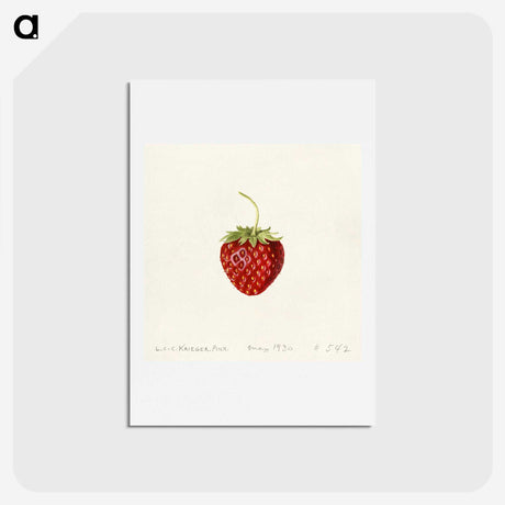 1-13_USDA-Watercolor-Fruit-Painting-Collection_hagaki