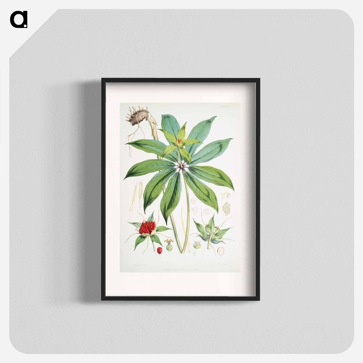 Paris Polyphylla, Smith - ウォルター フッド フィッチ Poster.
