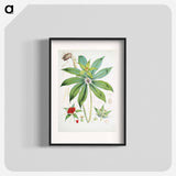 Paris Polyphylla, Smith - ウォルター フッド フィッチ Poster.