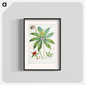 アートポスター-Paris Polyphylla, Smith - ウォルター フッド フィッチ Poster.