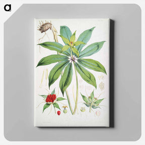 アートパネル-Paris Polyphylla, Smith - ウォルター フッド フィッチ Canvas.