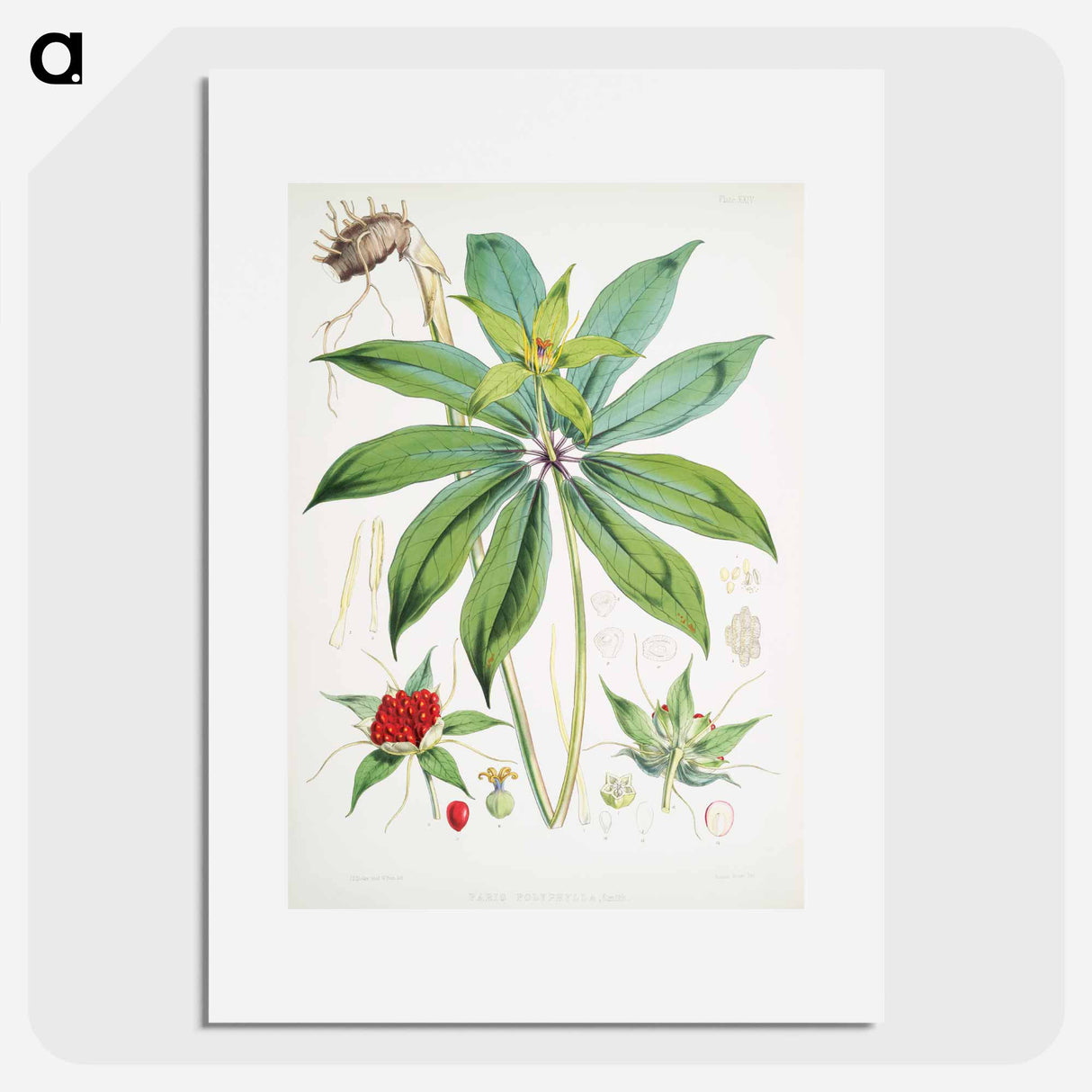 Paris Polyphylla, Smith - ウォルター フッド フィッチ Poster.