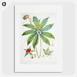 Paris Polyphylla, Smith - ウォルター フッド フィッチ Poster.