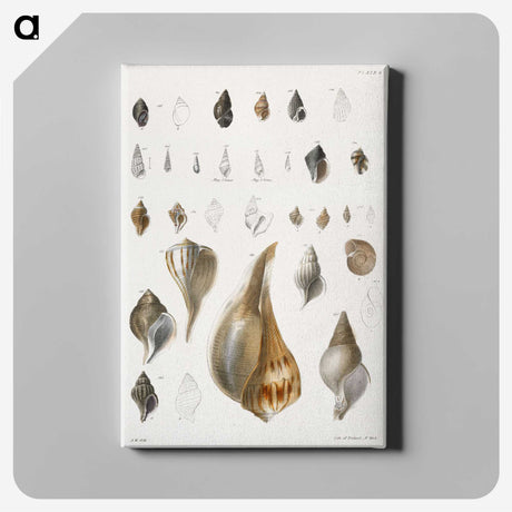 1-13_Zoology-of-New-York_canvas