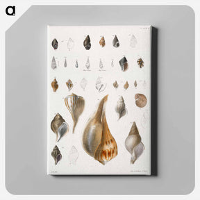 アートパネル-Different types of seashells illustration from Zoology of New York by James Ellsworth De Kay - ニューヨークの動物学 Canvas.