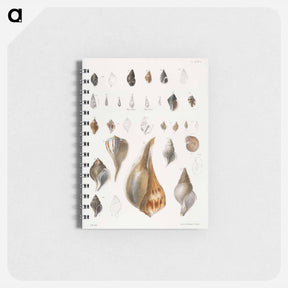アートメモ帳-Different types of seashells illustration from Zoology of New York by James Ellsworth De Kay - ニューヨークの動物学 Memo.