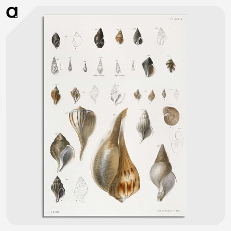 1-13_Zoology-of-New-York_picture-crop