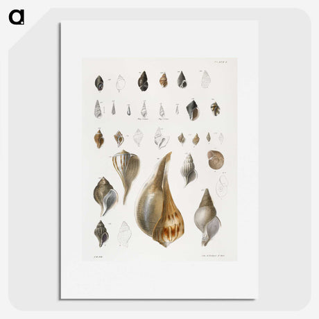 1-13_Zoology-of-New-York_picture