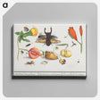 1-14_Anselmus-Boetius-de-Boodt_canvas