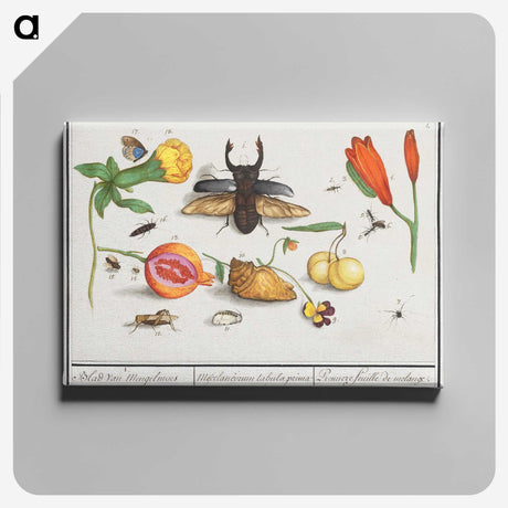 1-14_Anselmus-Boetius-de-Boodt_canvas