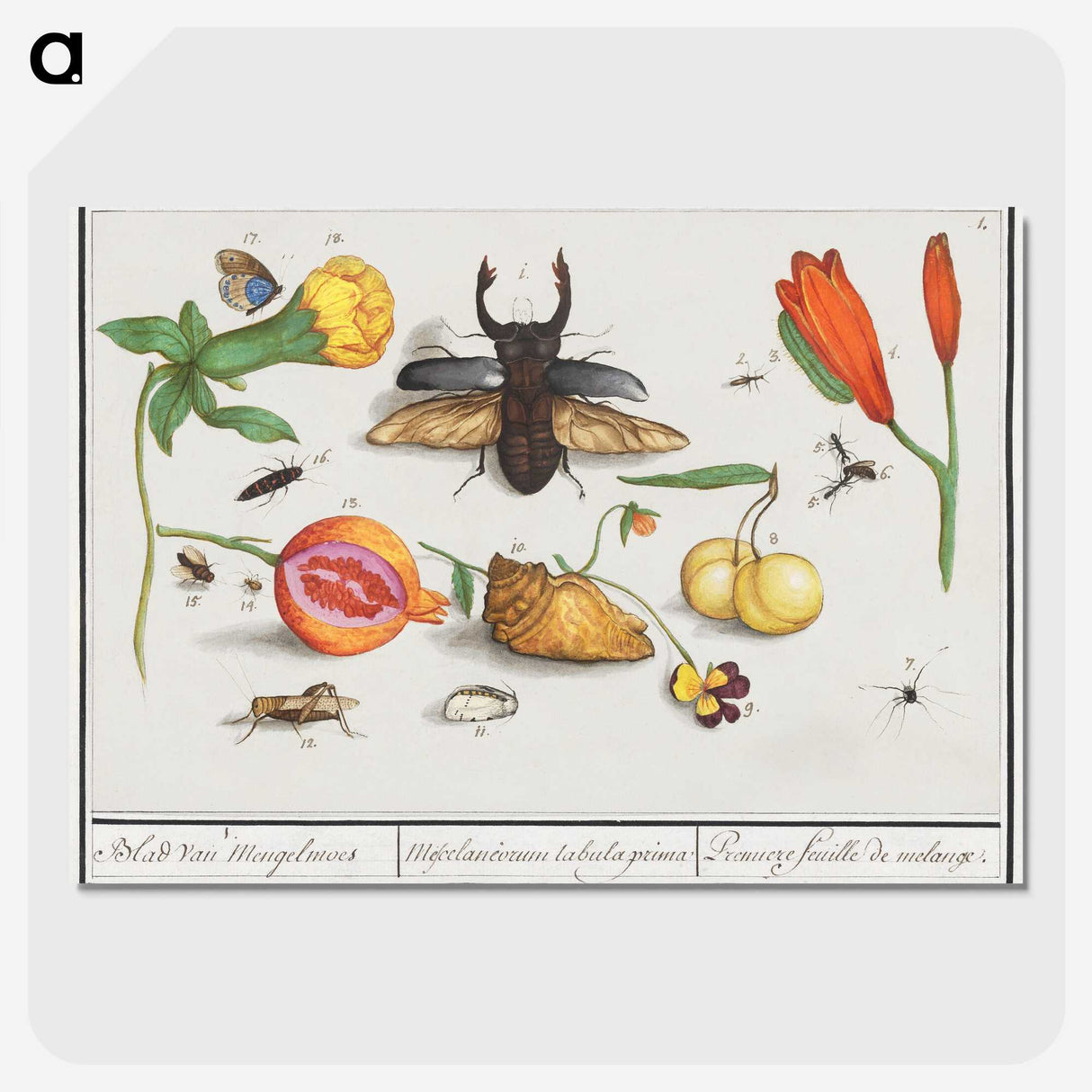 1-14_Anselmus-Boetius-de-Boodt_picture-crop
