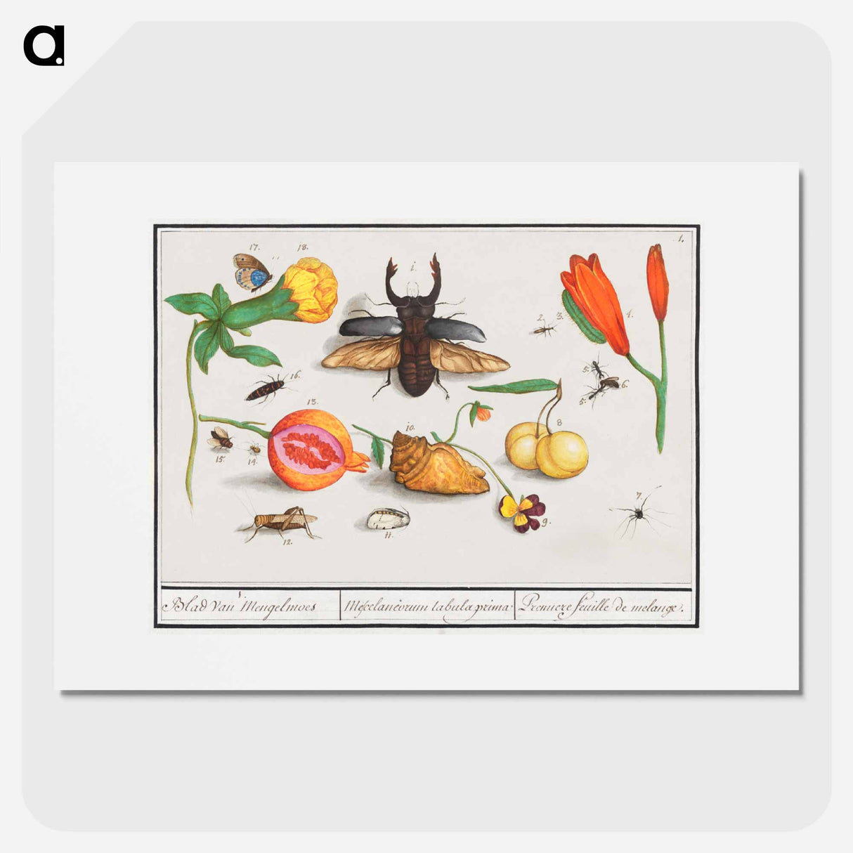 Natural History Ensemble, no. 1 - アンセルムス ボエティウス デ ブート Poster.