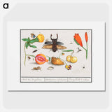 Natural History Ensemble, no. 1 - アンセルムス ボエティウス デ ブート Poster.