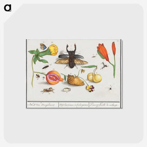 1-14_Anselmus-Boetius-de-Boodt_postcard