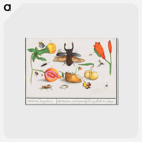 アートポストカード-Natural History Ensemble, no. 1 - アンセルムス ボエティウス デ ブート Postcard.