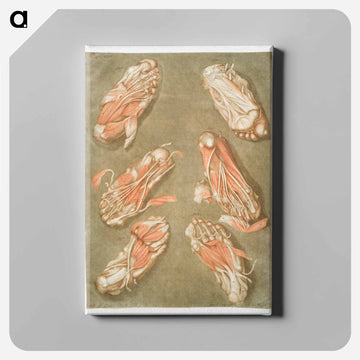 This fascinating collection of anatomical illustrations - アルノルド エロイ ゴーティエ ダゴティ Canvas.