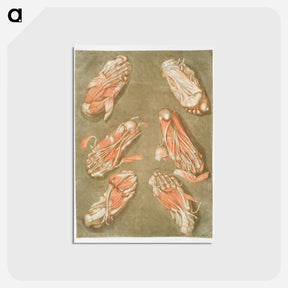 アートポストカード-This fascinating collection of anatomical illustrations - アルノルド エロイ ゴーティエ ダゴティ Postcard.