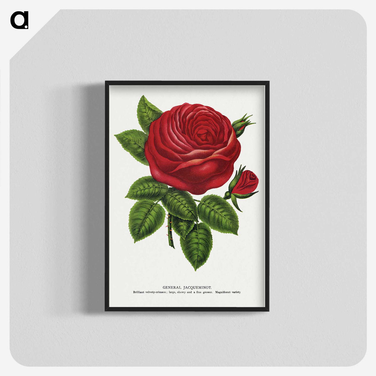 1-14_Botanical-Specimen-Plates_blk-crop