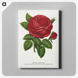 1-14_Botanical-Specimen-Plates_canvas