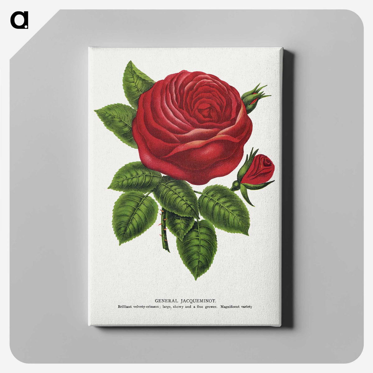 1-14_Botanical-Specimen-Plates_canvas