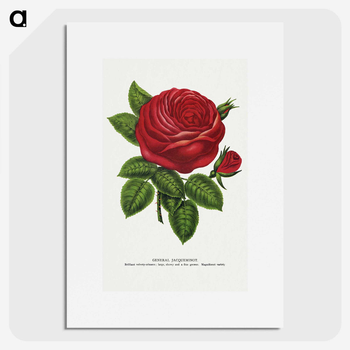 1-14_Botanical-Specimen-Plates_picture