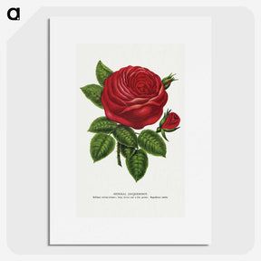 1-14_Botanical-Specimen-Plates_picture