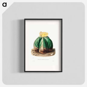 アートポスター-Bishop's Cap Cactus
 - シャルル アントワーヌ ルメール Poster.