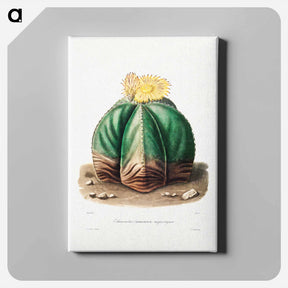 アートパネル-Bishop's Cap Cactus
 - シャルル アントワーヌ ルメール Canvas.