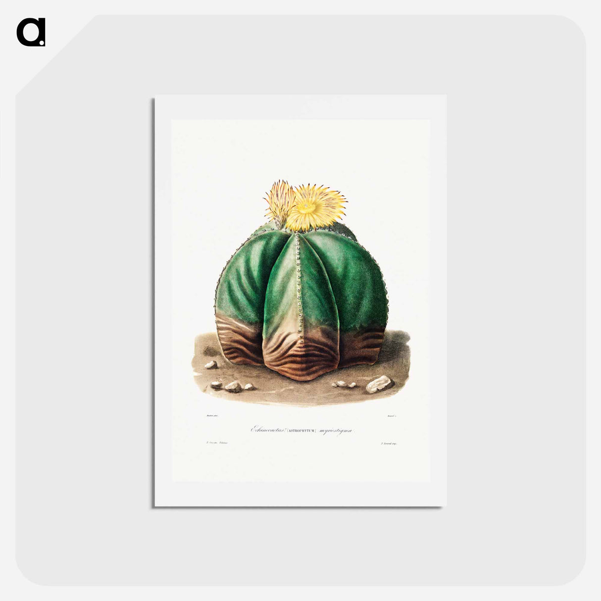 アートポストカード-Bishop's Cap Cactus
 - シャルル アントワーヌ ルメール Postcard.