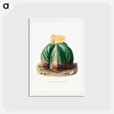 アートポストカード-Bishop's Cap Cactus
 - シャルル アントワーヌ ルメール Postcard.
