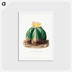アートポストカード-Bishop's Cap Cactus
 - シャルル アントワーヌ ルメール Postcard.