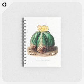 アートメモ帳-Bishop's Cap Cactus
 - シャルル アントワーヌ ルメール Memo.
