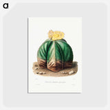 アートポストカード-Bishop's Cap Cactus
 - シャルル アントワーヌ ルメール Postcard.