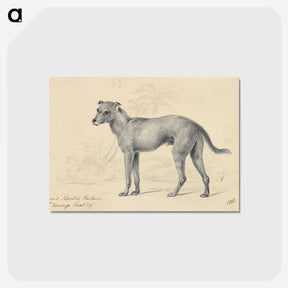 1-14_Charles-Hamilton-Smith_postcard