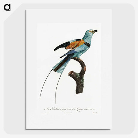 1-14_Des-Oiseaux-de-Paradis_picture