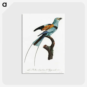 1-14_Des-Oiseaux-de-Paradis_postcard